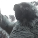 An owlbear roars and raises its giant talons to claw at a soldier.